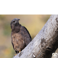 گونه سارگپه تاجدار Crested Honey Buzzard